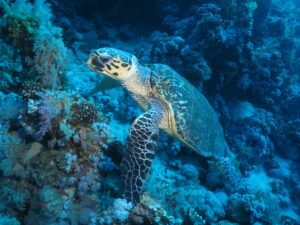 3 JacksonReef 022