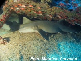 Bahia0829