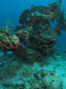 Chuuk Betty576