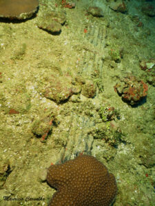 Chuuk amagisan 896