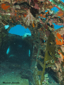 Chuuk betty545