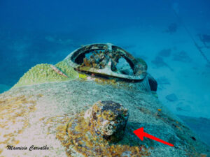 Chuuk betty546