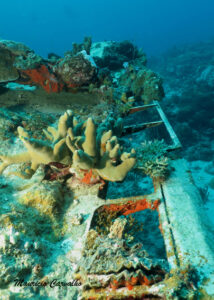 Chuuk betty605