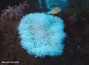 Chuuk fujikawa702