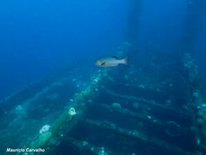 Chuuk fujikawa729