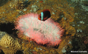 Chuuk fujikawa774