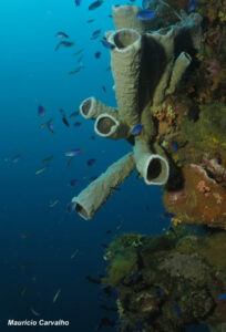 Chuuk fujikawa781