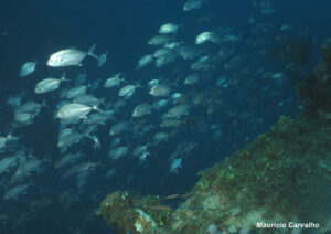 Chuuk fujikawa788