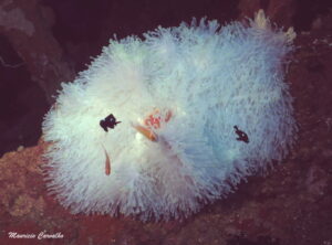 Chuuk hoki 04