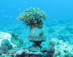 Chuuk yamarigi 134