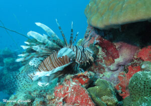 Chuuk yamarigi 135
