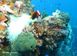 Chuuk yamarigi 136