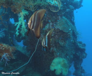 Chuuk yamarigi 137