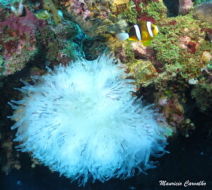 Chuuk yamarigi 138