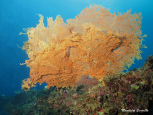 Chuuk yamarigi 140