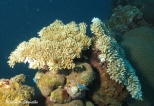 Chuuk yamarigi 141