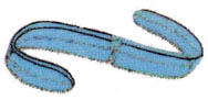 Ctenoforo