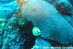 FSBahia0717