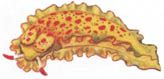 Nudibranquio