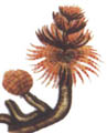 Poliqueta