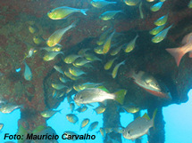 FSReboque0702