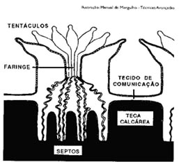 Fig1corais