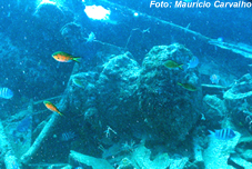 Fssaoluiz0810