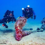 Home 3 Cetrel fotosub 02